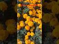 Identification of flowers#Part-3# winter annual#yellow #short #merigold#horticulture#pleasesubscribe
