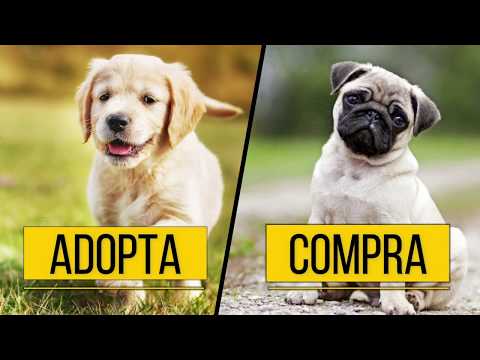 Video: Adoptar Cachorros Gratis Versus Comprar Cachorros Para La Venta
