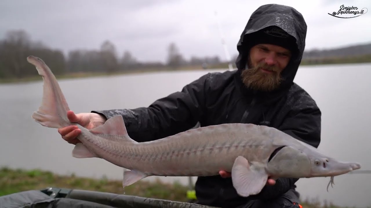 Eršketų žvejyba - Žvejybosreikmenys.lt
