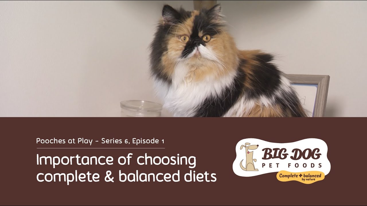 Can dogs and cats eat the same food? YouTube