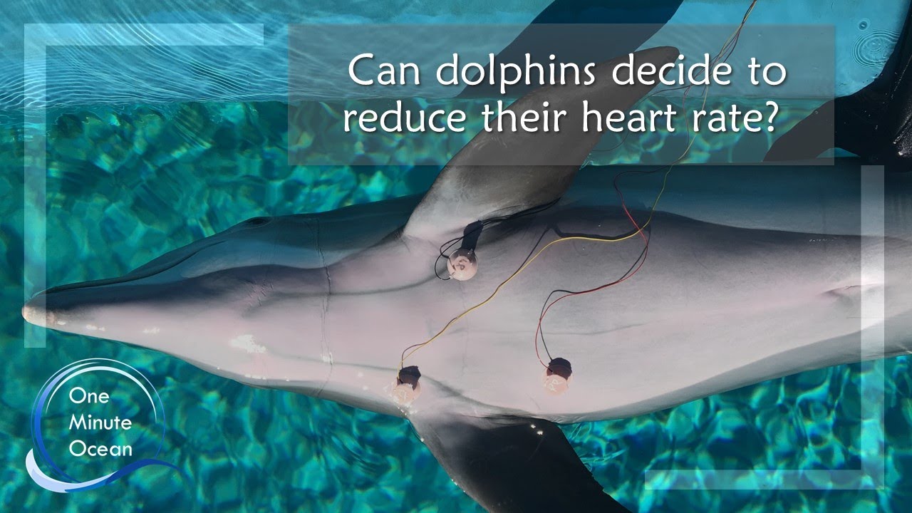 Dolphins May Be Able to Control Their Heart Rates | Smart News ...