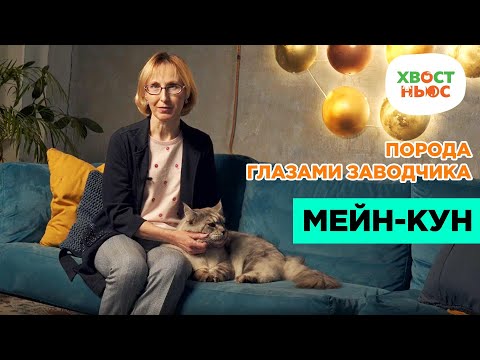 Видео: Порода глазами заводчика: мейнкун