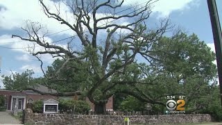 White Oak Dying In Basking Ridge