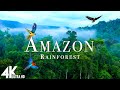 Capture de la vidéo Amazon Wildlife 4K - Part 2 | Animals That Call The Jungle Home | Amazon Rainforest |Relaxation Film