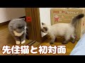 激おこ先住猫と新入り子猫を初めて対面させてみた【エキゾチックショートヘア】