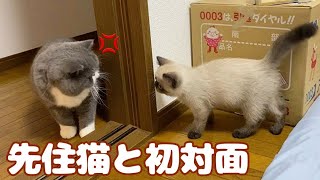 激おこ先住猫と新入り子猫を初めて対面させてみた【エキゾチックショートヘア】