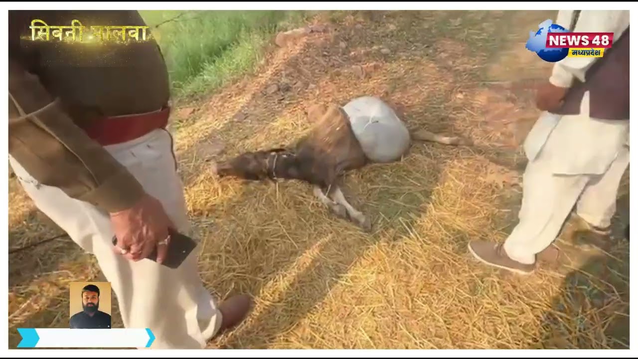 सिवनी मालवा में तेंदुए का आतंक! ग्रामीणों में दहशत