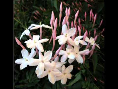 Two Lovely flowers - Eddy Peregrina