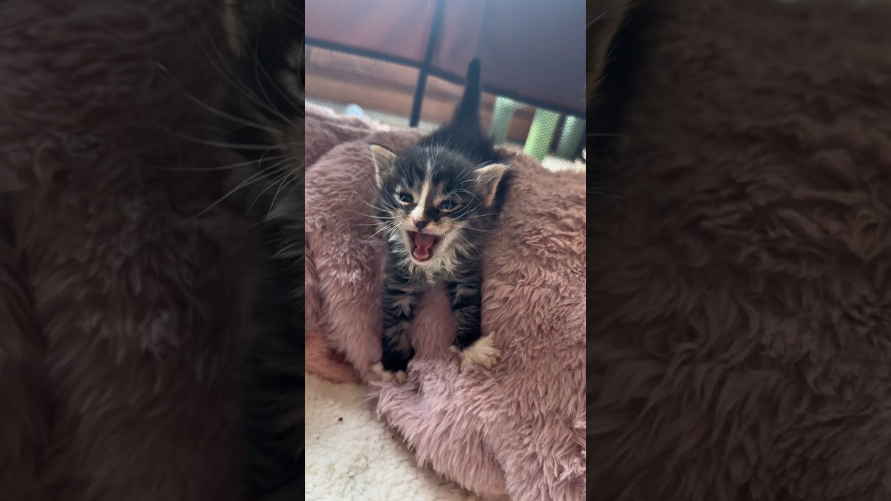 Il est tout fou ce petit chaton ! 😹.  #chat #chaton #cat #chatmignon