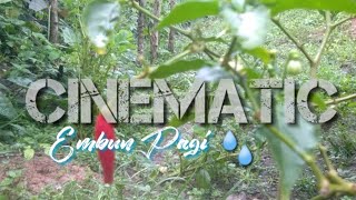 Vidio Cinematic ( Embun Pagi ) #selamatpagi #embunpagi