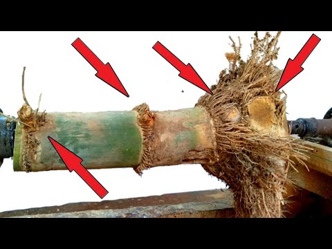 Thumbnail for bubut bambu mistis.....mystical bamboo lathe