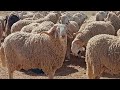 للبيع 40 كبش العيد في ولاية الجلفة علوش للبيع 