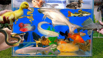 Tổng hợp các video cá cảnh đẹp, động vật dễ thương, vịt, cá mập đen, cá la hán, cá khủng long, rắn