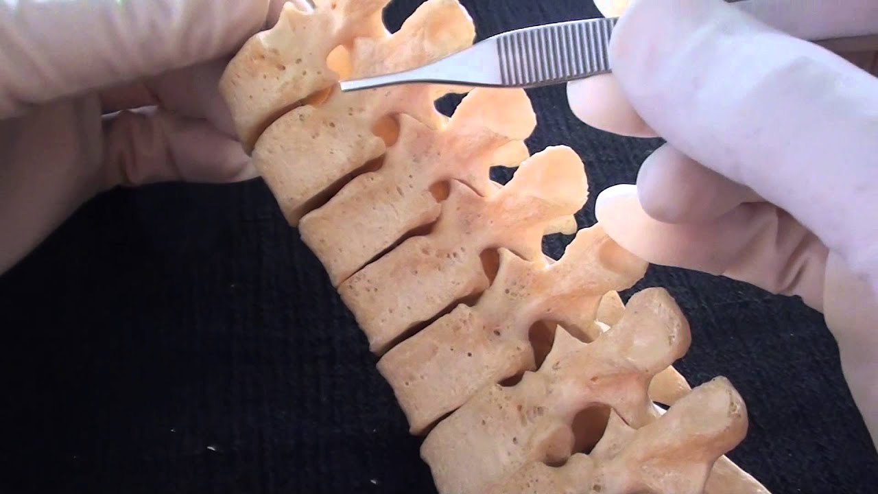 Thoracic vertebrae - Typical thoracic vertebrae - Anatomy