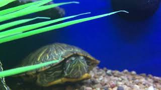 Healthy turtles at PetSmart