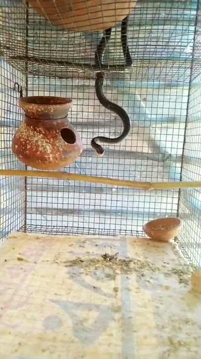 Bordi bird vs Snake || Snake killed Bordi bird