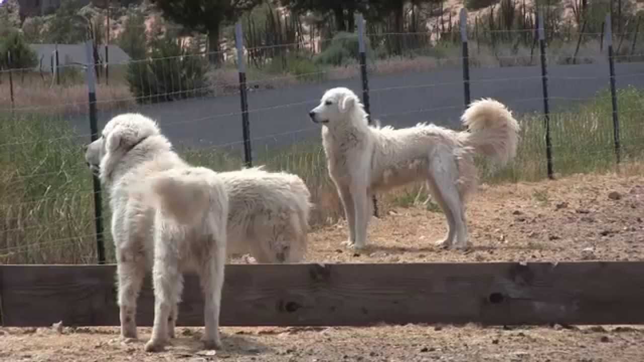 maremma livestock guardian dog