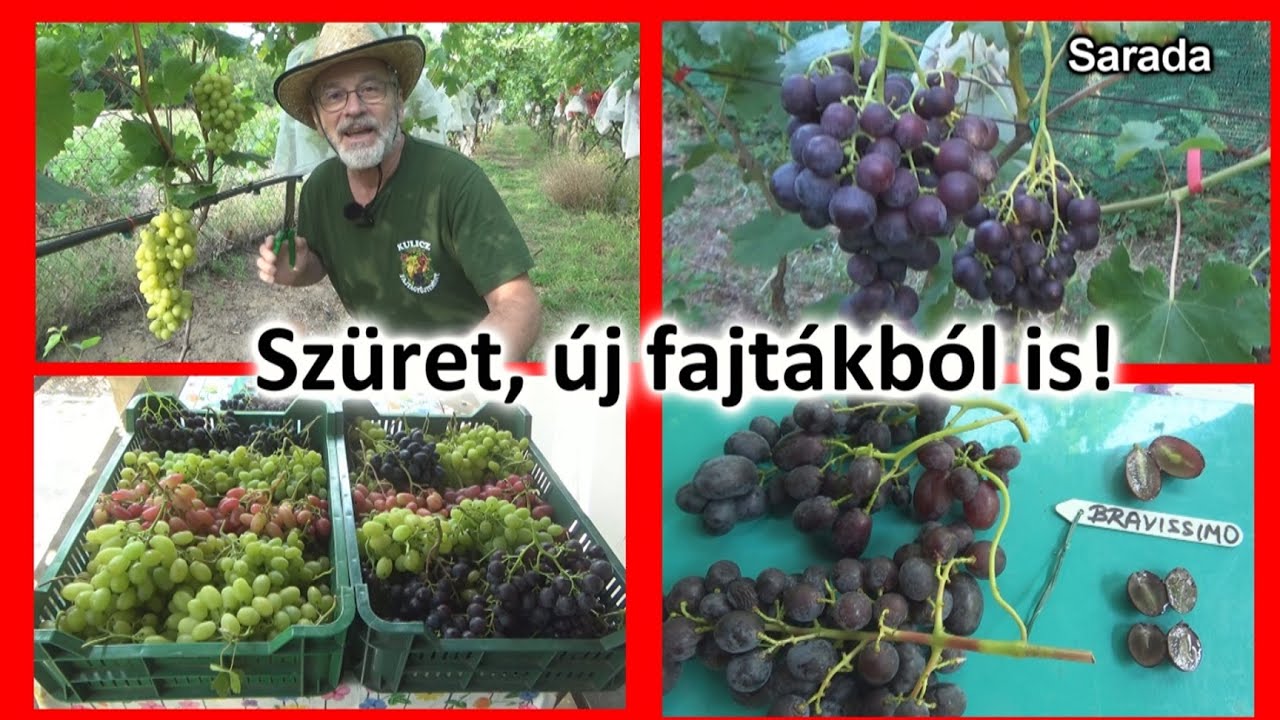 Gyűjteményem új és régi fajtáiból szüretelek augusztus elején - melyik a legjobb?