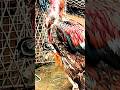 #Aseel lkha murga very poor condition #aseel murga fight ke bad ki video