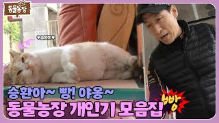 빵~ 하면 쓰러지는 고양이가 있다?! 동물들의 사랑스러운 개인기 모음! I TV동물농장 (Animal Farm) | SBS Story