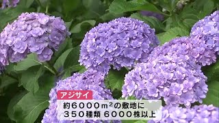 圧巻「八面山あじさい園」で6000株が見ごろ 週末にはライトアップも