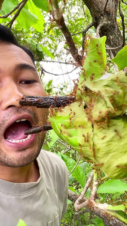 IQ man with weaver ants.