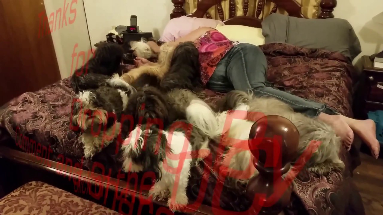 Pt 8 Dog stairs for the Shih Tzus Shih Tzu clan on the bed YouTube