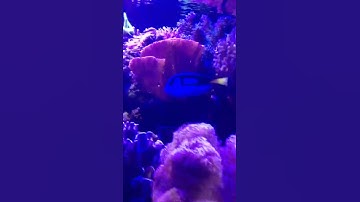 OMG FINDING NEMO GAMEPLAY!!!