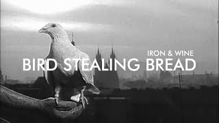 Iron & Wine - Bird Stealing Bread // Holubice