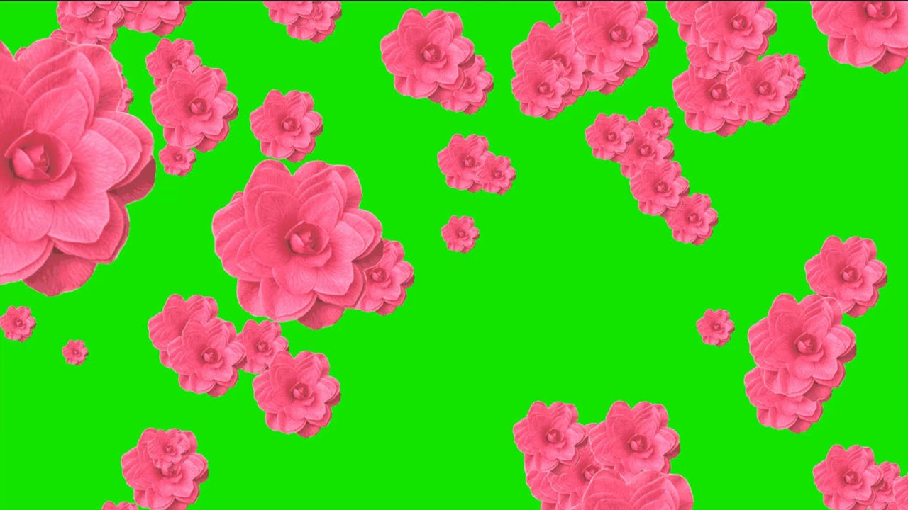 Flower falling green screen Video Background No Copyright Animation ...