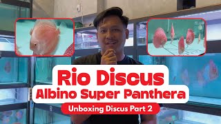 UNBOXING DISCUS ALBINO SUPER PANTHERA!!!