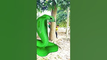Anaconda snake in real life P9#shorts #short #snake #nagin #python #anaconda #snakes #bigsnake