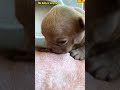 幸せを運ぶ子犬 #KoreaPuppies #JapanDogs