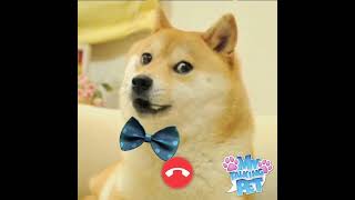 the dogecoin is lowering!