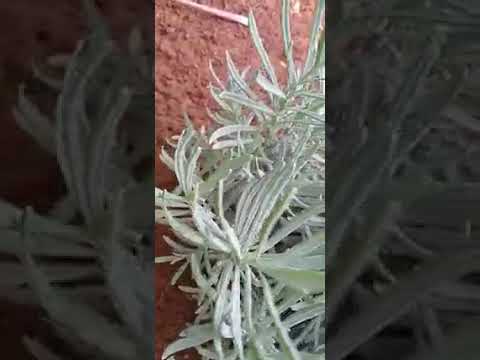 Vídeo: Família Lamiaceae: descripció
