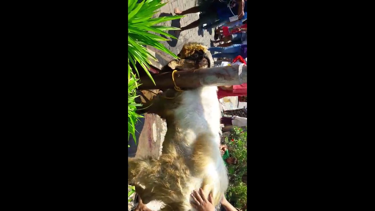 Kambing besar ngamuk saat mo disembelih 
