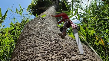 Cưa  cây  dầu  siêu  khủng  ,Gặp  gió  ,Máy  cưa  G620 .Cưa  cây  kỷ  thuật  cao