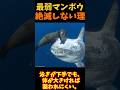 【ゆっくり解説】 最弱なマンボウが絶滅しない理由