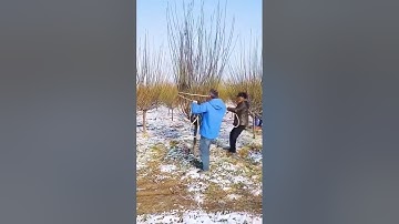 Prune tree shaping process- Good tools and machinery can increase work efficiency