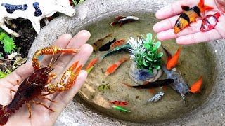 Amazing Catching Catfish & Colorful Surprise Eggs, Koi, Betta fish, Cute animals, Fishing videos