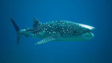 Whaleshark Unreal Engine Trailer
