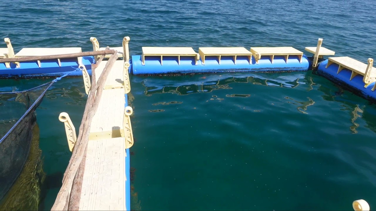 Budidaya Ikan Bobara (GT) Luarrr Biasa Keutungannya