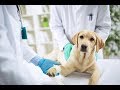 فيديو 2:الأمتحان العملي لمعادلة الطب البيطري -عملية إستئصال رحم كلب/ Ovariohysterectomy - Spaying