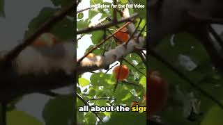 Earliest Apricot Picking Get the Sweetness and Ripeness from Apricots | Storing Tips and Techniques Net Worth