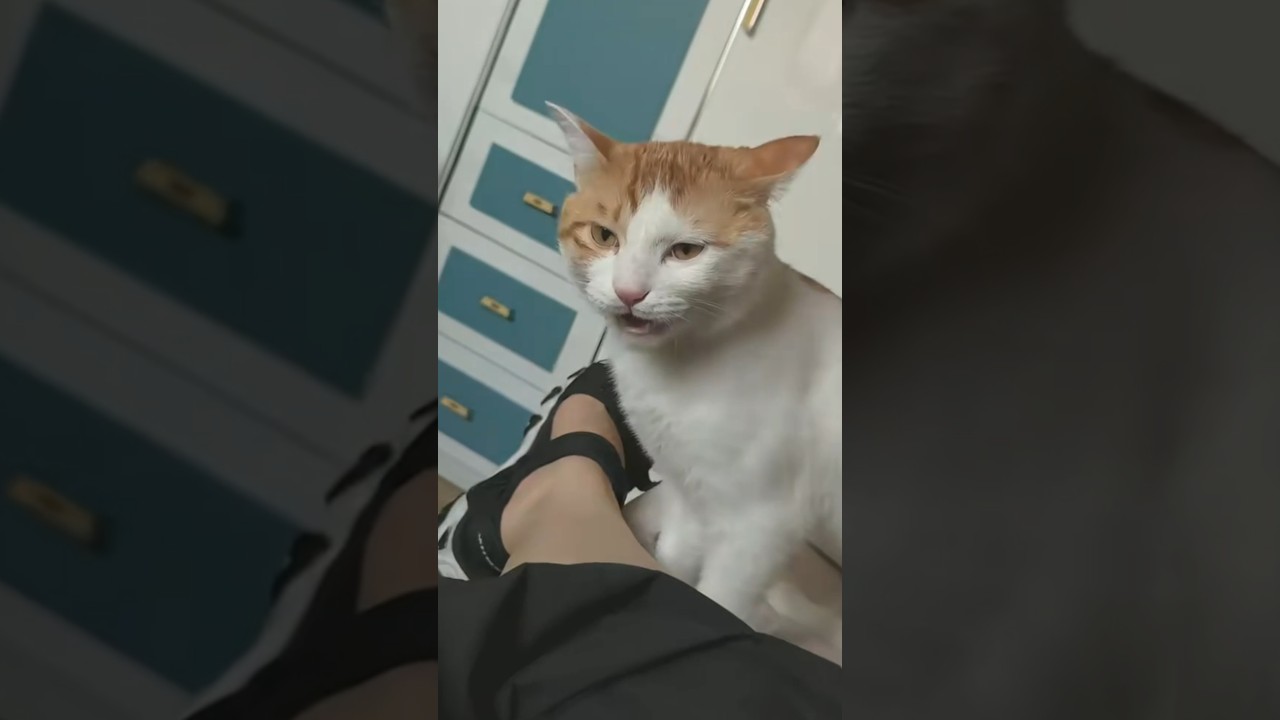 Cat Sniffs Person's Ankle Twice and Makes Disgusted Face