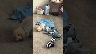 Sploot Is Just Nine Weeks Old And This Rabbit Has Personality To Spare.