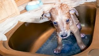 Бездомные щенки наслаждаются теплым душем после мороза Купаем щенят в раковине bathing puppies