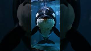 Keiko The Whale Who Longed for Freedom