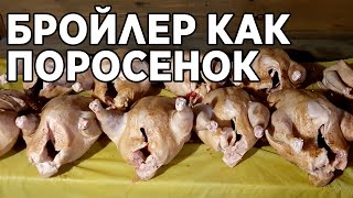 БРОЙЛЕР БЕЗ КОМБИКОРМА ВЫРАЩЕННЫЙ НА ЗЕРНЕ