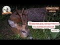 Индивидуальная охота на самца косули.  Часть 2.  (Roe buck hunting 2018)